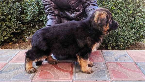 Щенки овчарки Питомник в фото 26