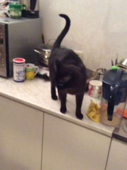 Новый. Цена 250000,00 в Екатеринбурге фото 5