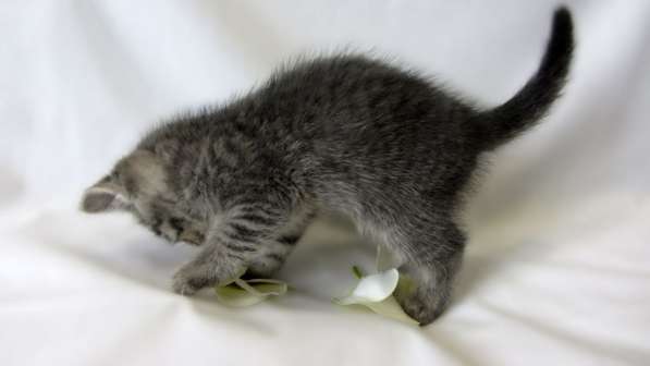 Крутышка малышка - девочка в Москве фото 3