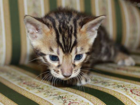 Бенгальский мальчик №3 в Санкт-Петербурге фото 8