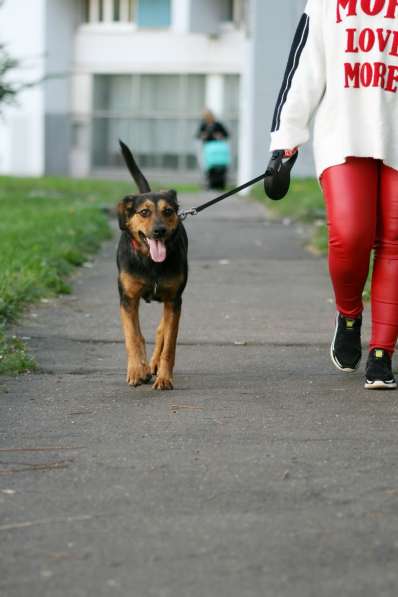 Марфа - семейная собака в добрые руки! в Москве фото 4
