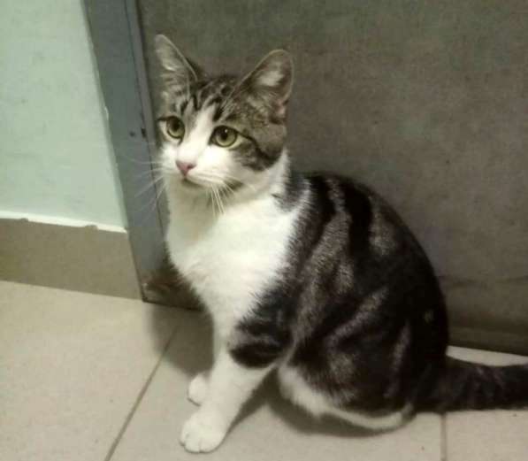 Котенок в добрые руки. Тошка-добрая душа в Москве фото 23