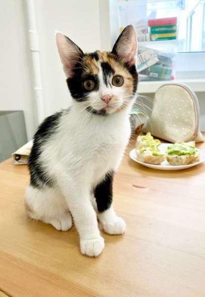 Трехцветная котёнок Соня в добрые руки в Москве фото 3