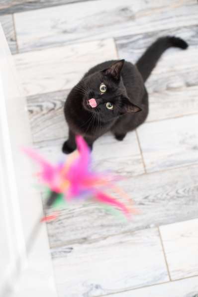 Шикарная Кейко в добрые руки! в Москве фото 6