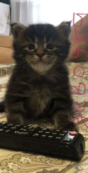 Котята мейн-кун в Новосибирске фото 13