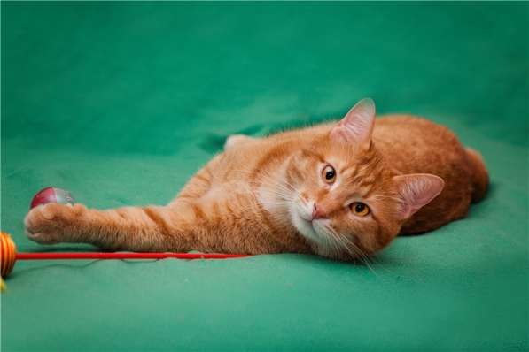 Огненно рыжий кот Джоник в добрые руки в Москве фото 4