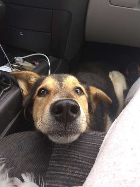 Собака, щенок в дар, в добрые руки в фото 11