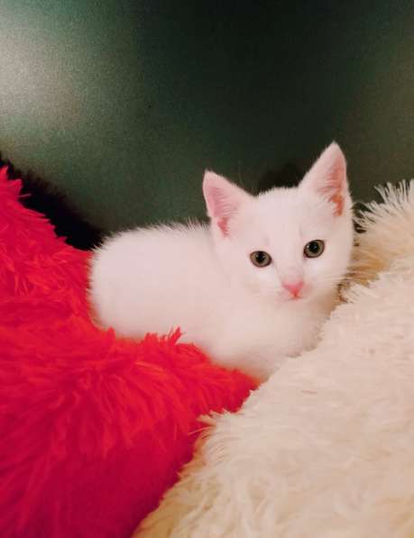 Белый котенок 1,5 месяца в Санкт-Петербурге