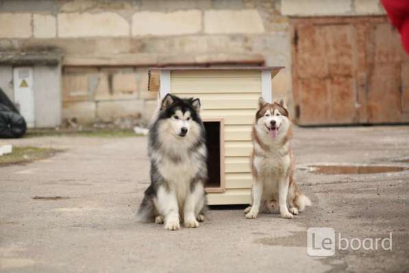 Аренда собаки для фотосессий в Севастополе фото 12