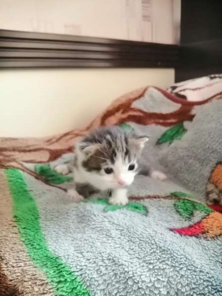 Котята в Новосибирске фото 40