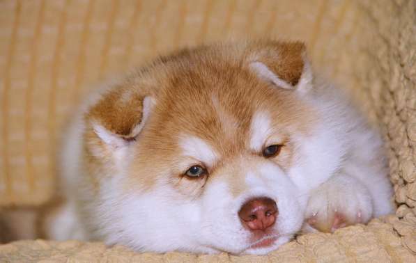 Супер щенок Сибирский хаски в фото 15
