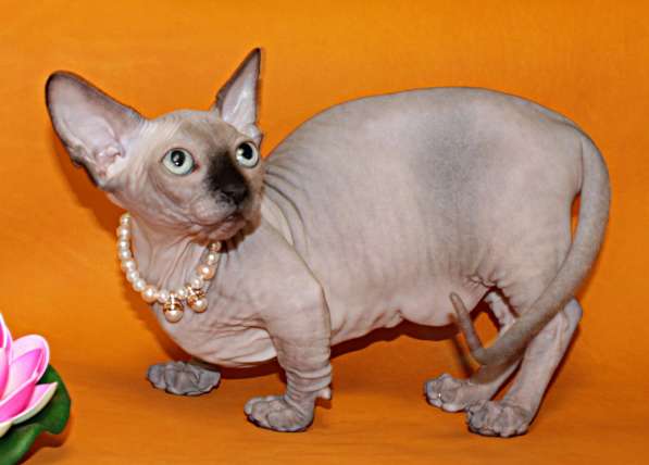 Девочка шоколадная бамбино в фото 10