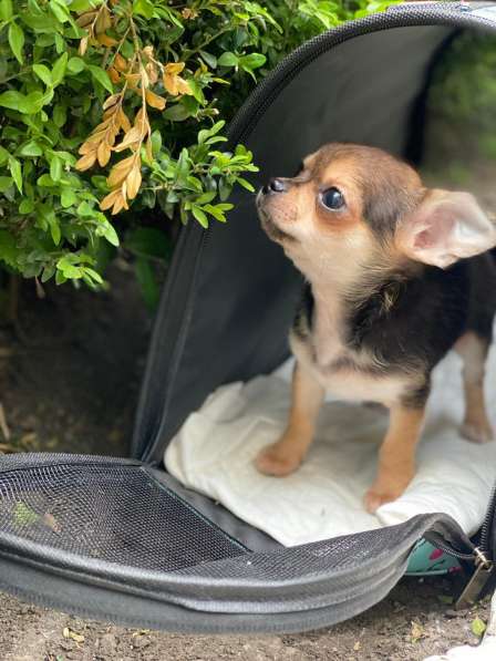 Mini chihuahua в фото 4