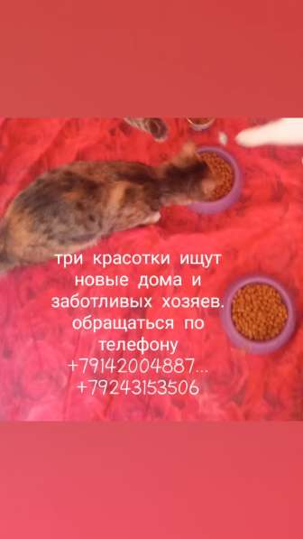 Отдам кошечек в заботливые руки в Хабаровске