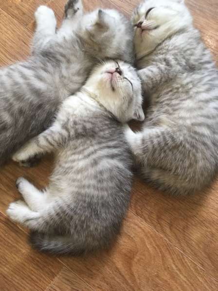 Котята Вислоухие Шотландские в Москве фото 3