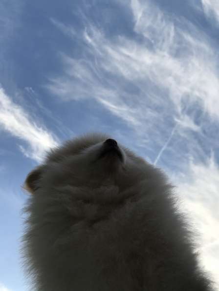 Лисята в Ростове-на-Дону фото 8