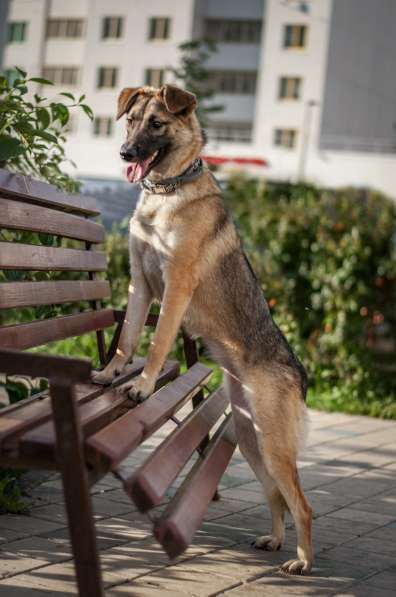 Герда - ласковая, послушная собака ищет дом в Москве фото 4