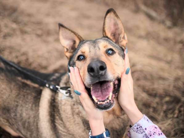 Большой добрый Борман ищет семью в Москве фото 10