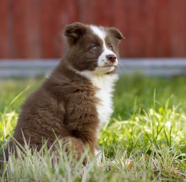 Yakutian Laika puppies (chocolate-white or brown girl) в Новосибирске