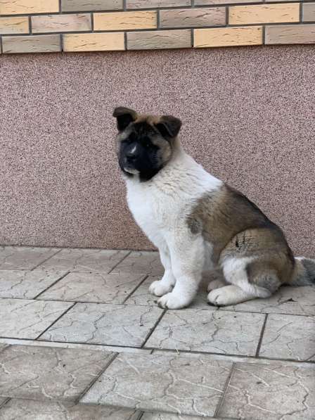 Акита в Ростове-на-Дону фото 99