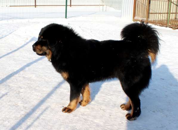 Тибетский мастиф - лучший страж на территории в Москве фото 134