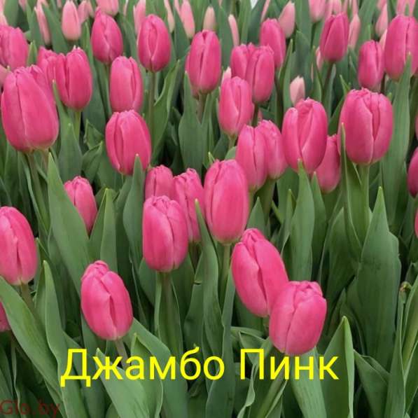 Тюльпаны в фото 5