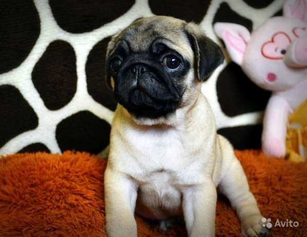 Щенки мопса в Самаре, РКФ в Самаре фото 17