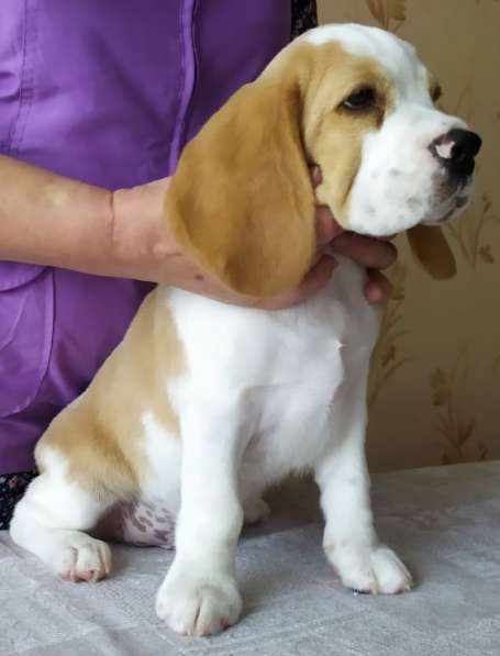 Бигльс документами РКФ в Санкт-Петербурге фото 10