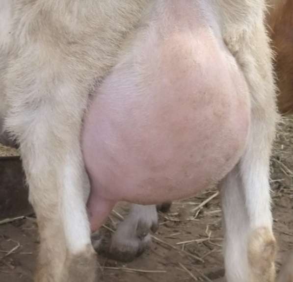 Зааненская коза дойная в Одинцово фото 10