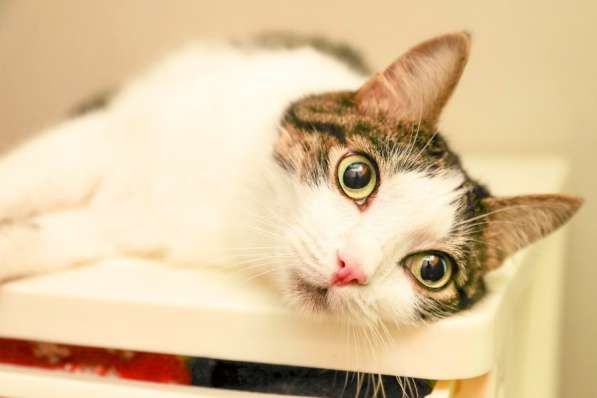 Скоро ли Барсик встретит своего хозяина