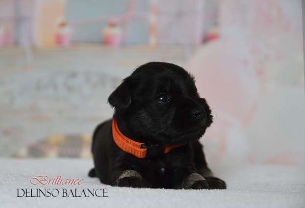 Шикарные щенки цвергшнауцера окраса черный с серебром в фото 24