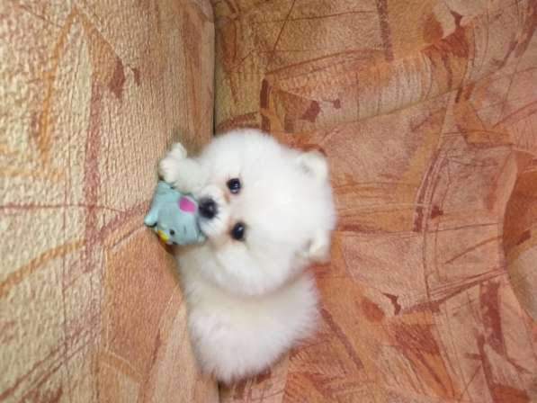 Шикарные щенки померанского шпица из питомника - медвежий ти в фото 9