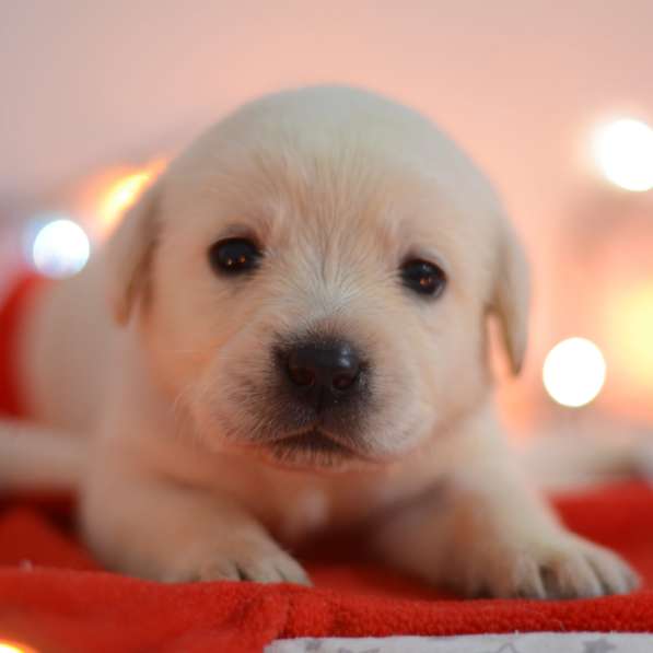 Щенки лабрадора ретривера в фото 33