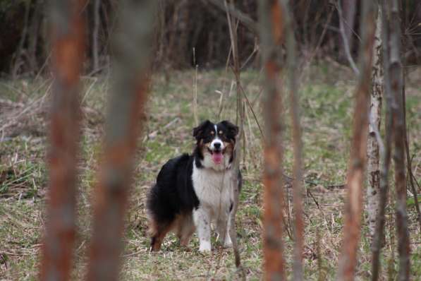 Аусси девочка продаётся