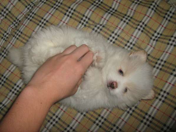 Лисята в Ростове-на-Дону фото 19