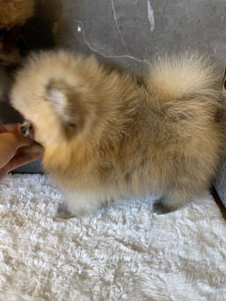 Pomeranian mini spitz girl в 