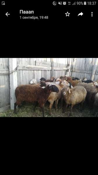 Продам баранов по 25 000 тг