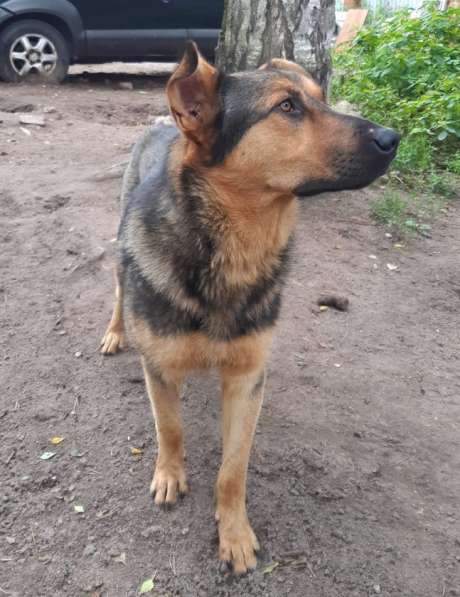 Разумный ласковый молодой пес в Санкт-Петербурге фото 23