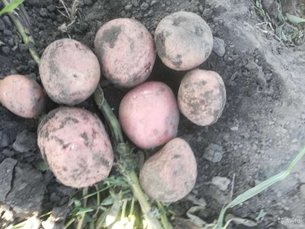 Картофель мелким оптом в Дзержинске