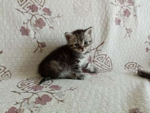 Продажа британских котят в Москве фото 7