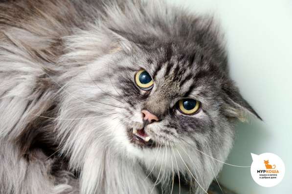 Котик Капитан в Москве фото 4