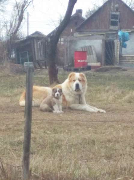 Продаются щенки алабая в фото 3