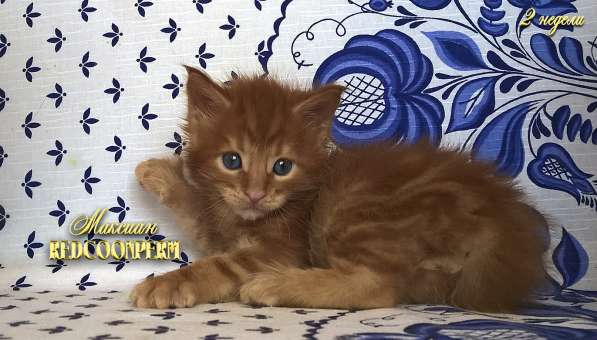 Котёнок мейн кун - уникального красного окраса. Шоу класс в Красноярске фото 5