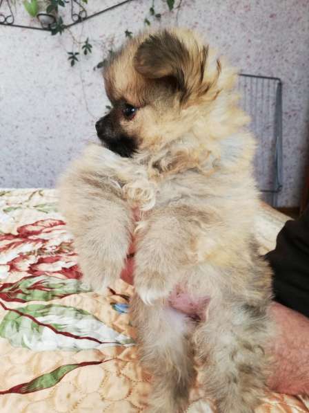 Шикарные щенки померанского шпица из питомника - медвежий ти в фото 32