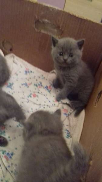 Британские комочки в Калининграде фото 11