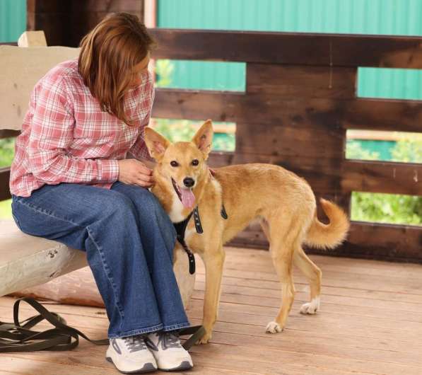 Рыжая маленькая лисичка Фокси в добрые руки в Москве фото 5