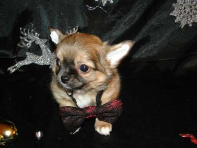 чишки-малыши и малышки в Санкт-Петербурге фото 5