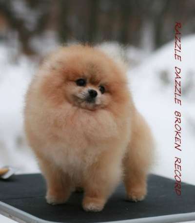 Щенков померанского шпица в Краснодаре фото 3