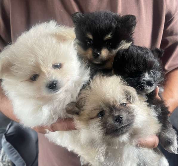 Померанскиц шпиц в Москве