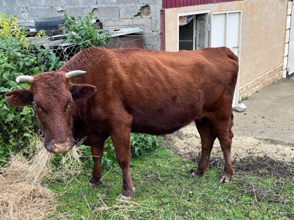 Корова в Буйнакске